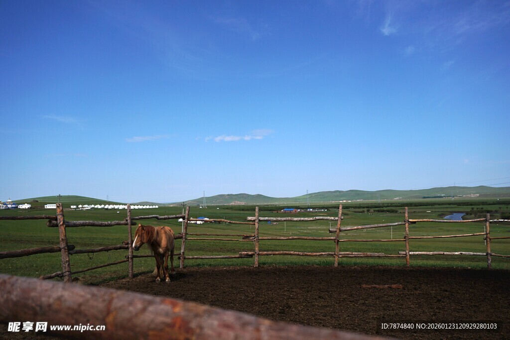 草原上的骏马