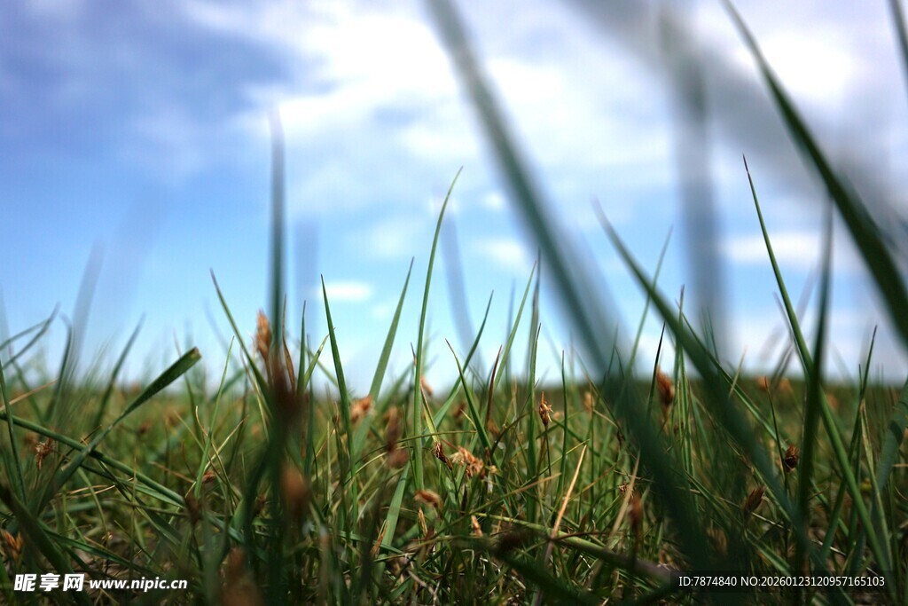 蓝天绿草间的清新自然