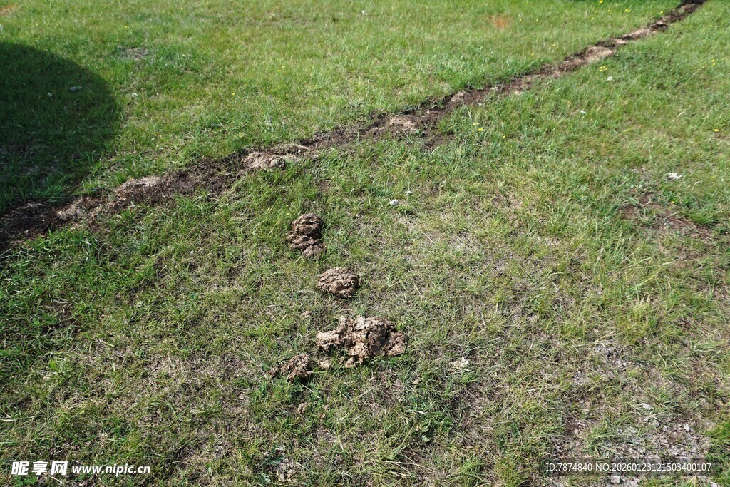 草地中的一道深色痕迹