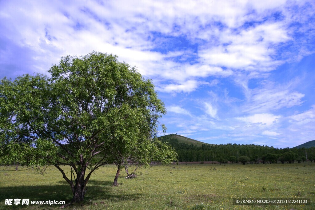 草原孤树 蓝天白云美景