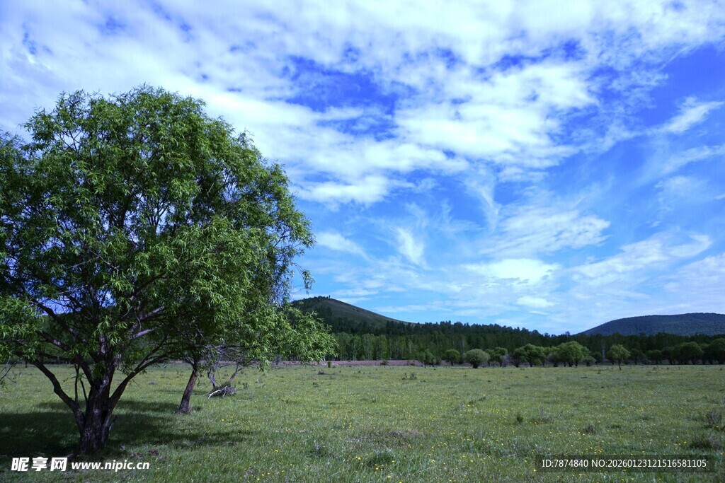 草原孤树 蓝天白云美景