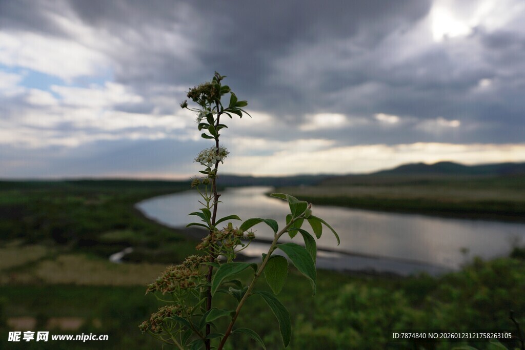 湖畔孤植 自然风景如画
