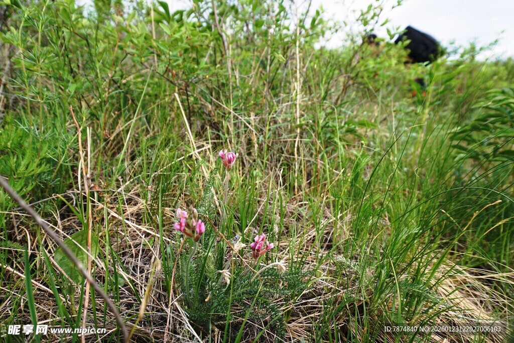 草丛中的粉色小花