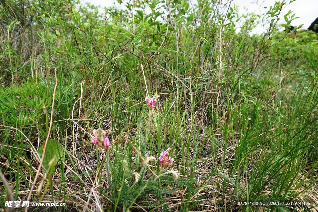 草丛中的粉色小花
