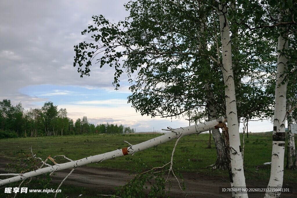 暴风雨后倒伏的白桦树