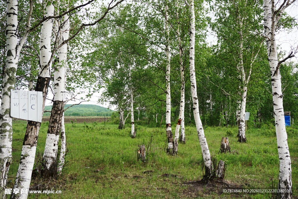 白桦林草地风景