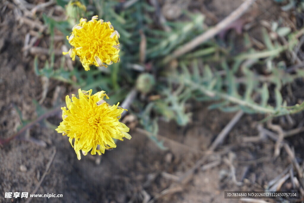 两朵绽放的黄色蒲公英