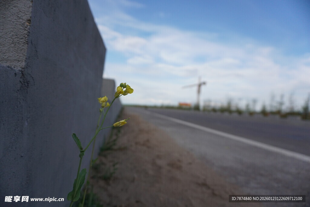 墙边小花伴公路