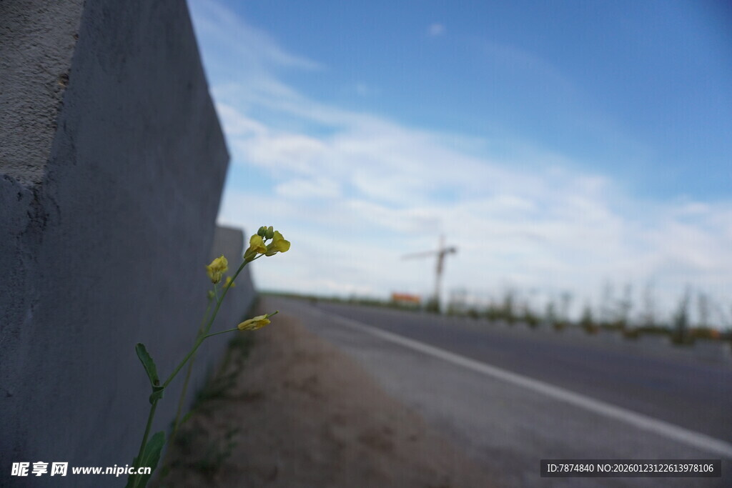 路边石旁的黄色小花