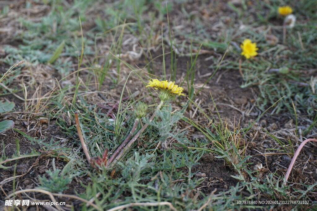 草地中的黄色小花