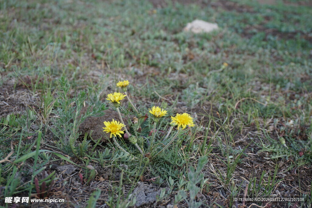 草地上的黄色小花