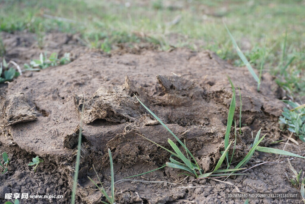 泥土中的草根与小植物