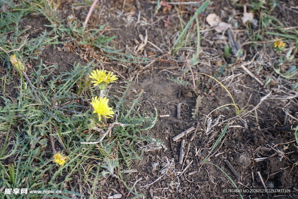 草地中的黄色小花