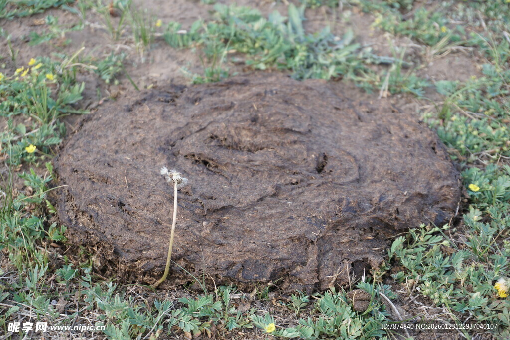 地面上的圆形土堆痕迹