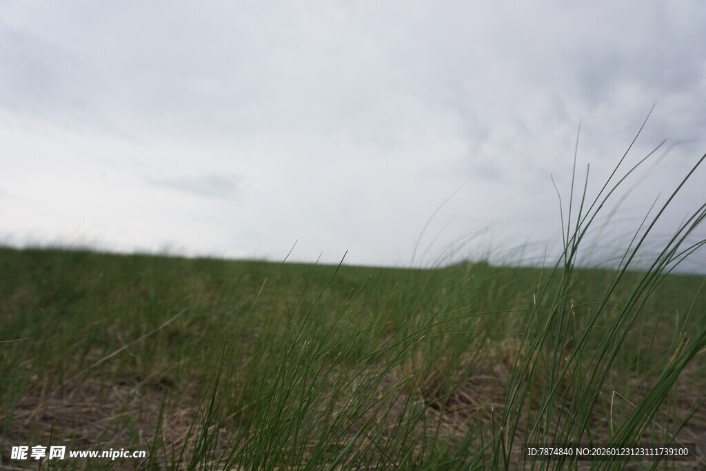 草原风光 绿意盎然