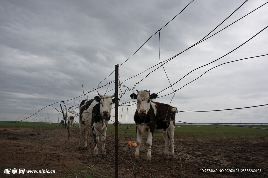 田野中围栏旁的几头奶牛