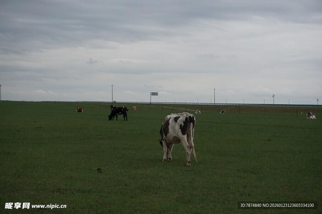 草原上的黑白花奶牛