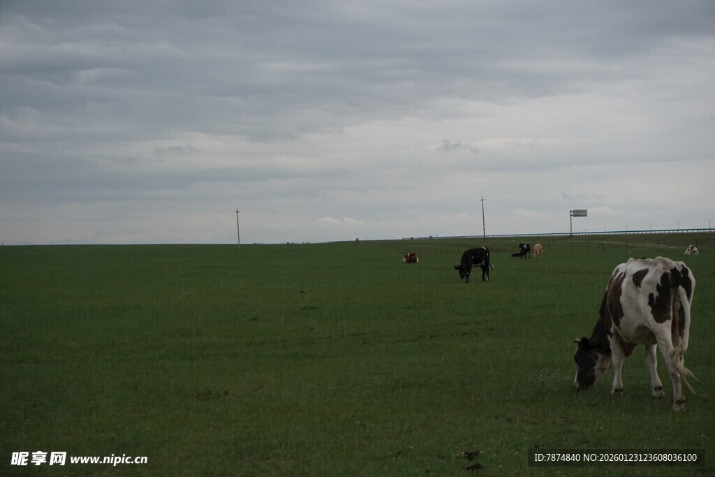 草原上悠闲吃草的奶牛