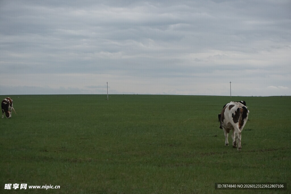 草原上的奶牛