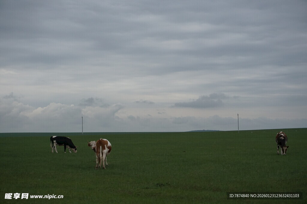 草原上悠闲的几匹马