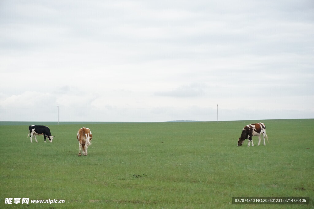 草原上的几头奶牛