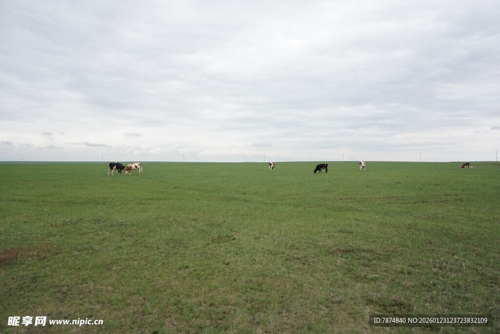 草原上的牛马