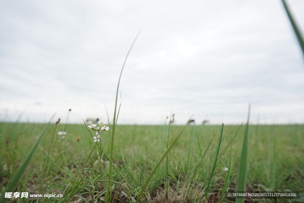 广袤绿野 清新自然景观