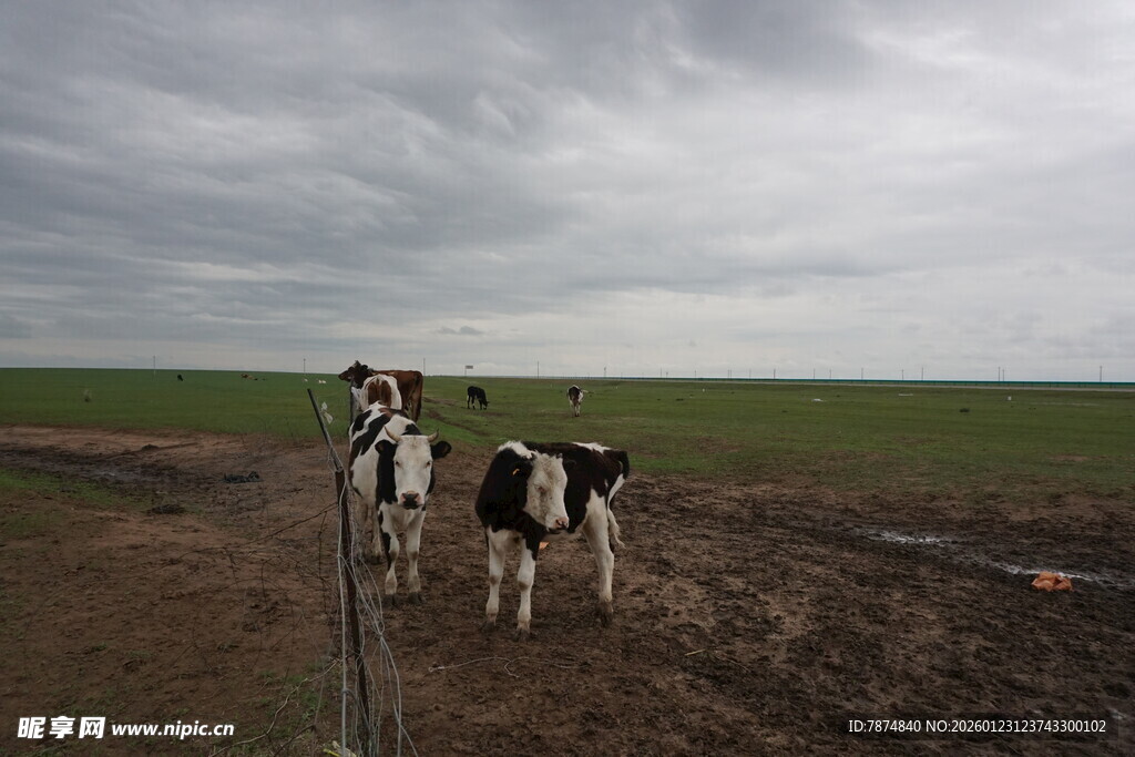 田野中的黑白花奶牛