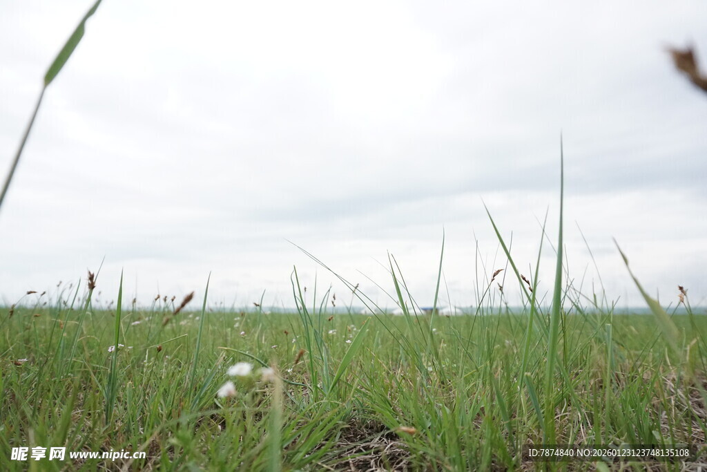 广袤绿野中的清新自然景观