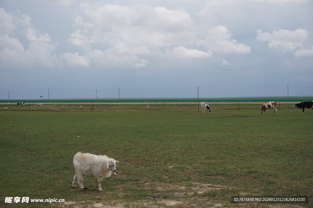 草原上悠闲吃草的牛群