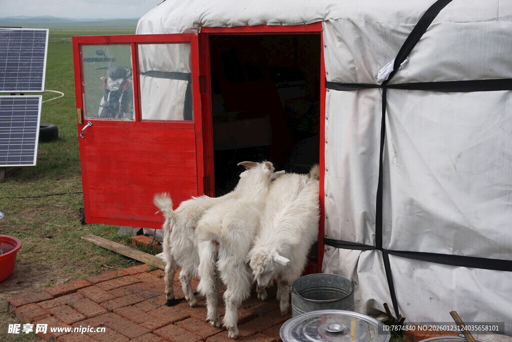 蒙古包外的羊群