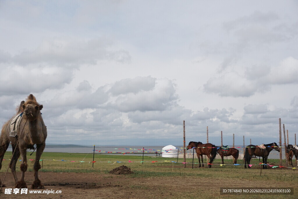 草原驼马与蒙古包景观
