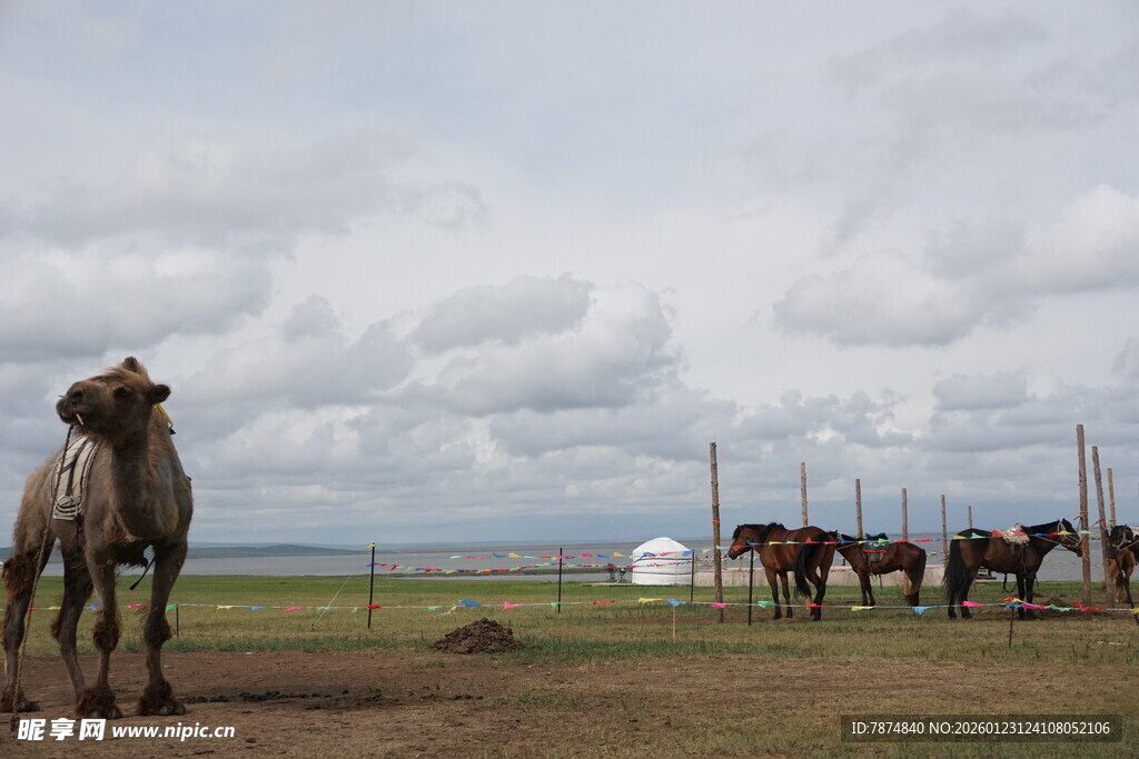草原上的骆驼与马群