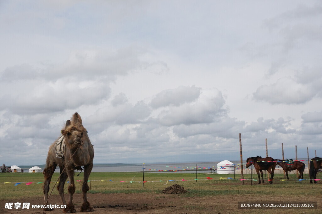 草原上的骑手与马匹