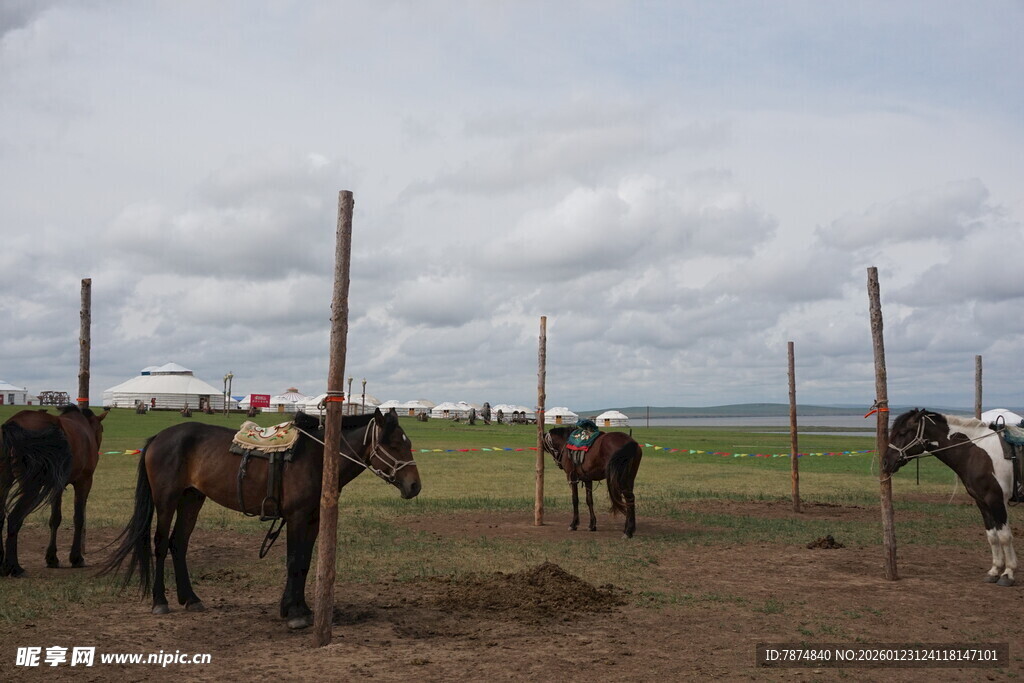 草原上的马匹与围栏