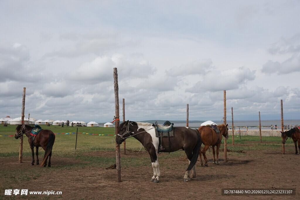 草原上的几匹马