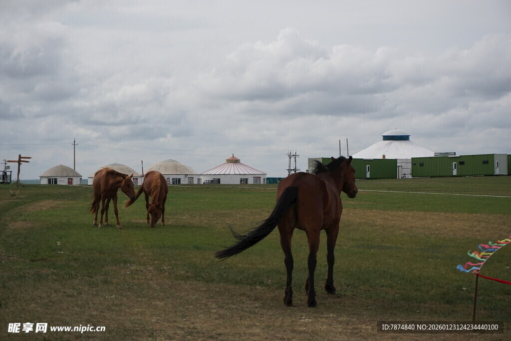 草原上的几匹马