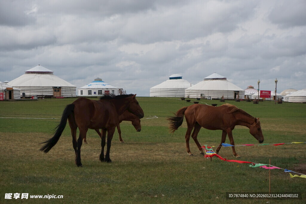 草原上的两匹马