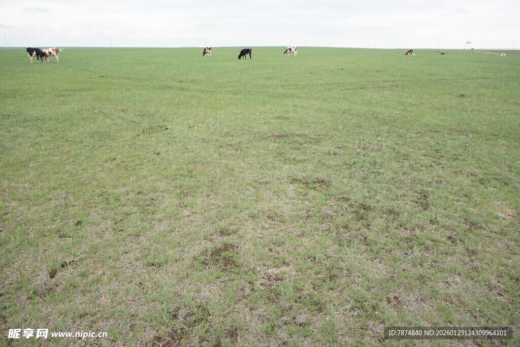 广袤草原上的悠闲牛群