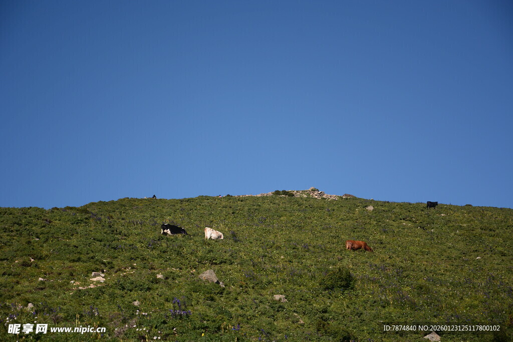 蓝天绿草间的山坡景致