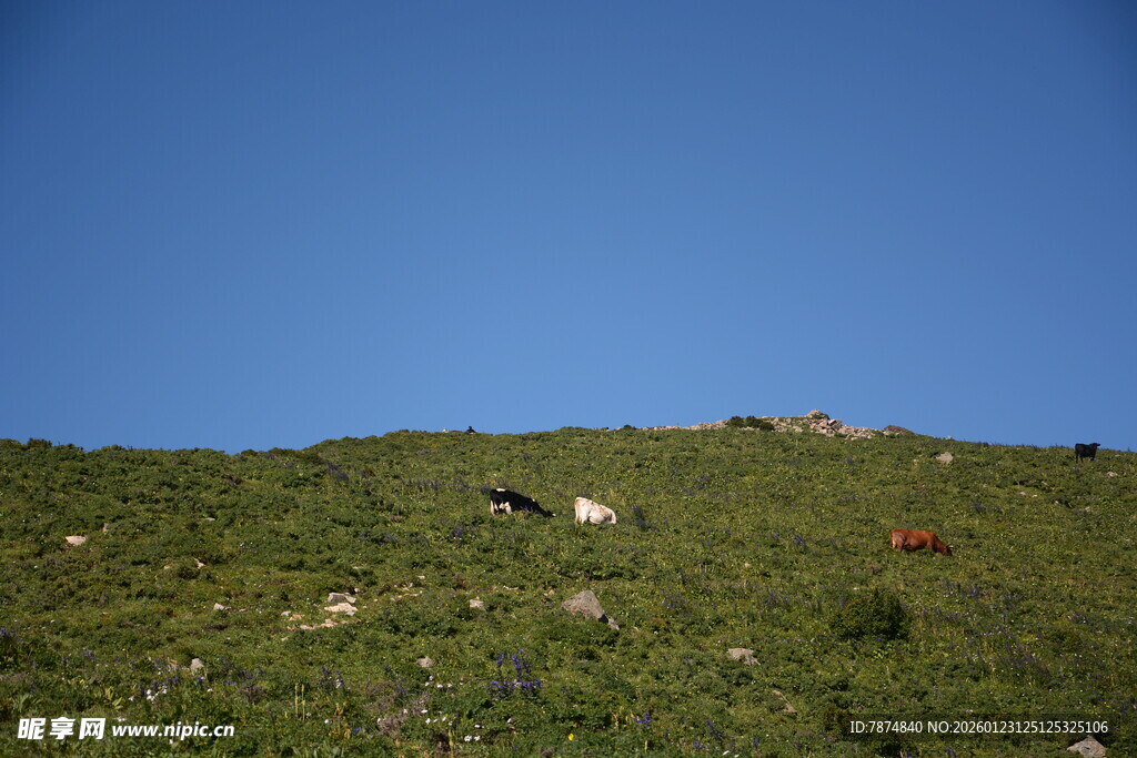 山坡上的动物与蓝天