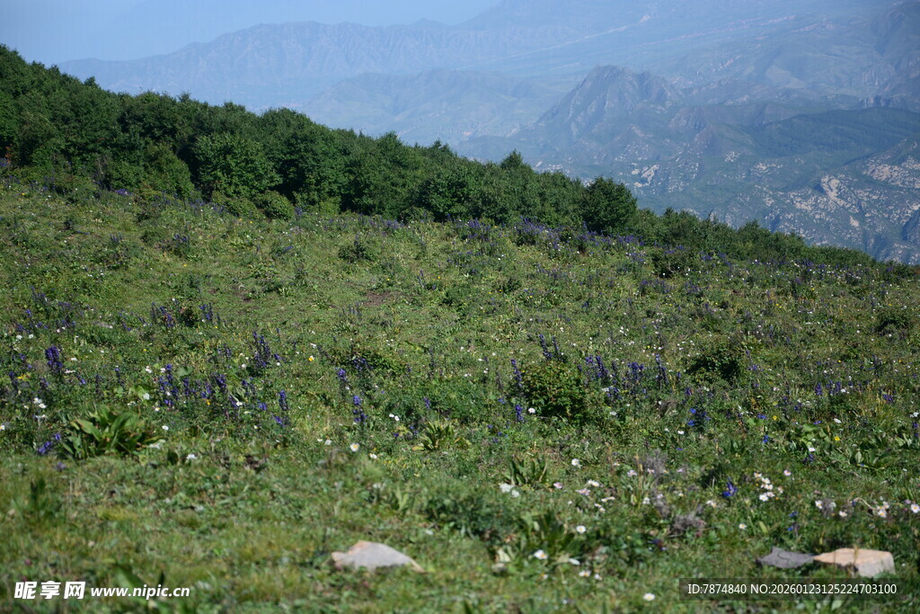 绿意盎然的山坡景色