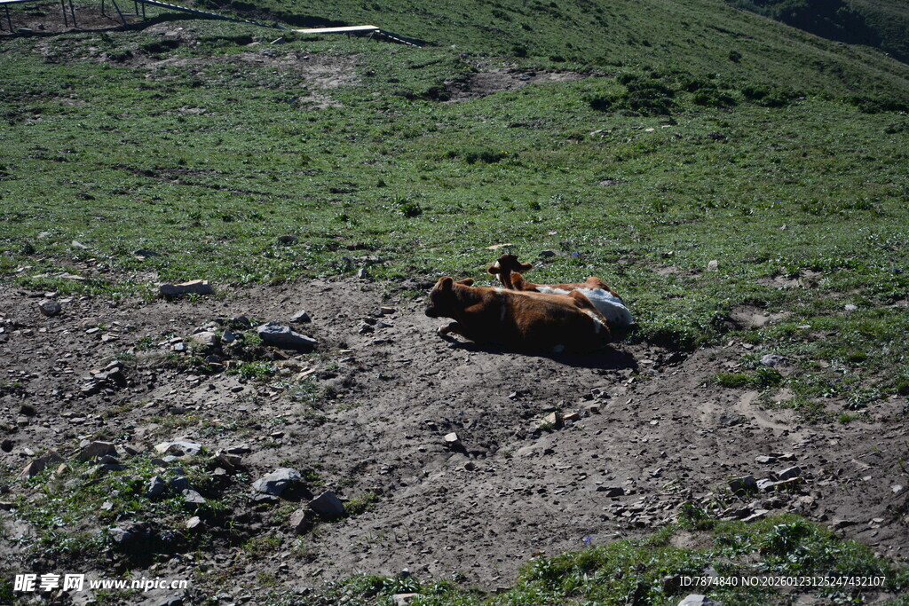 草原上的土拨鼠