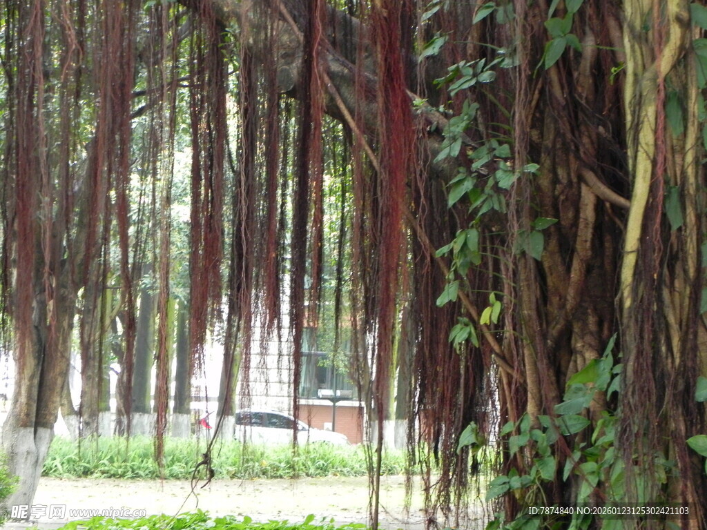 林间繁茂藤蔓景观