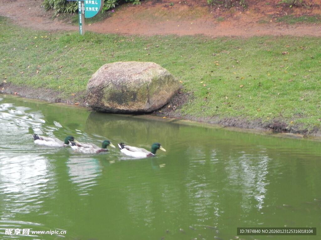 池塘边群鸭戏水