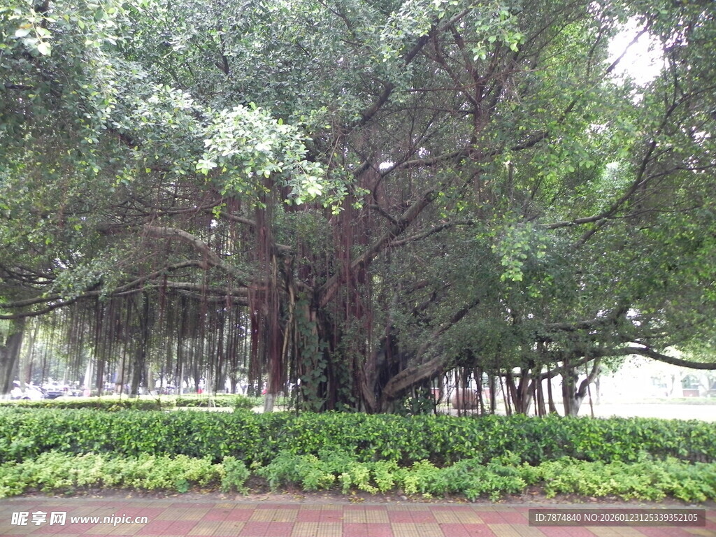 巨大榕树 繁茂绿植景观