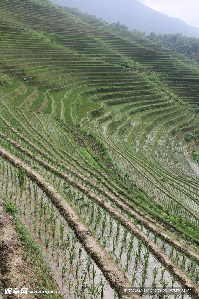 层层叠叠的美丽水稻梯田