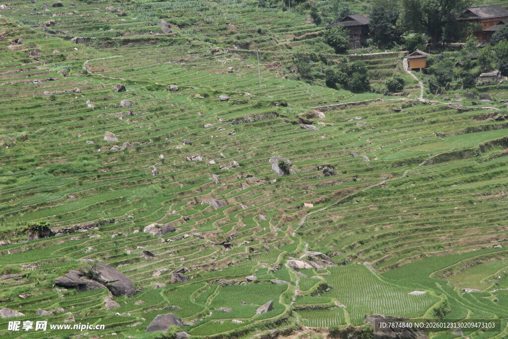 绿意盎然的开阔山坡景色