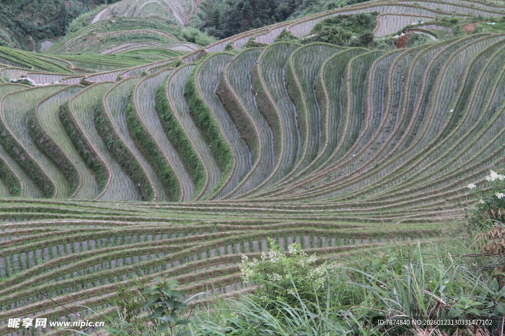 壮观的梯田景观