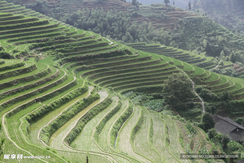 壮观的绿色梯田景观